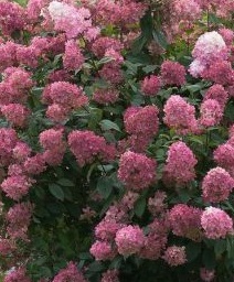 Hydrangea Pan Living Strawberry Blossom Vesneri Aed